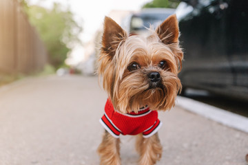 Dog yorkshire terrier in a red vest outside