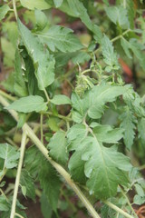 green plants in the garden