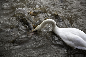 Carps in river