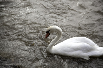 Swans in river