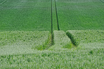 grass on soccer field