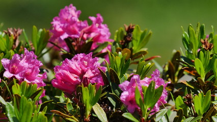 Natural alpine Rose in wilderness, close-up