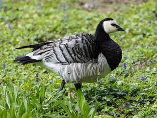 Barnacle goose 'Branta leucopsis' with black and silver-grey plumage 