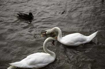 Swans in river