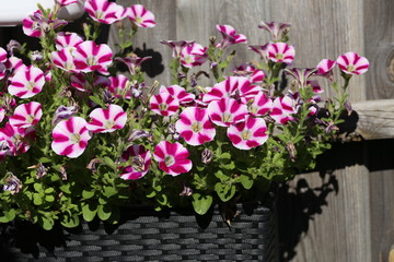 Beautiful bright petunia in the garden near the house