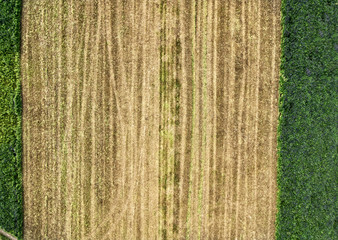 Top view of the agricultural fields in the harvest season. First harvesting green agricultural fields, on a hot summer day.