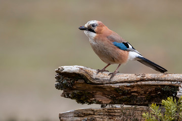Eurasian Jay (Garrulus glandarius)