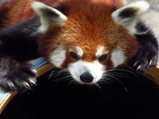 red panda close up