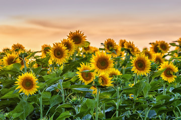 Beautiful sunflower field in summer in sunset