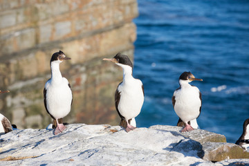 a group ofking cormorant birds on a rock on sea lion island, falkland island, south atlantic