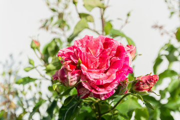 Rosen in der Rosenstadt Putbus auf Rügen