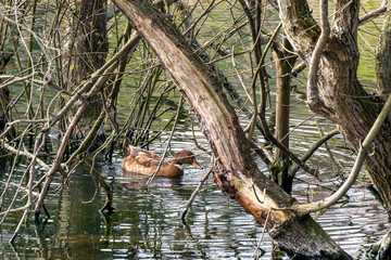 Duck swimming among trees