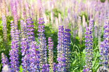 Blooming lupine flowers. A field of lupines. Violet and pink lupin in meadow. Colorful bunch of lupines summer flower background or greeting card.