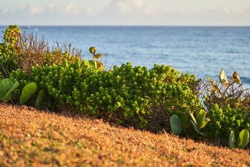 Grass and low bushes on the coast against the ocean. Pacific landscape at sunrise