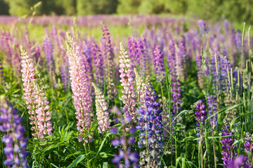 Blooming lupine flowers. A field of lupines. Violet and pink lupin in meadow. Colorful bunch of lupines summer flower background or greeting card.