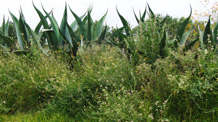 The maguey is a succulent plant of Mexican origin with which various products are obtained such as pulque, intoxicating drink deeply rooted in our country