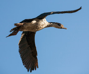 king cormorant imperial shag bird in flight
