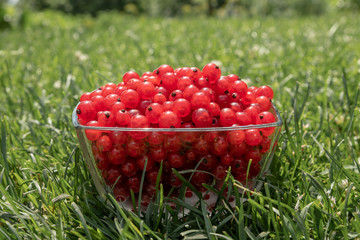 Summer harvest table with red currants in glasses on a white wooden table with grass on the background