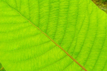 Texture of a green leaf with details. Natural background of plants and bushes.