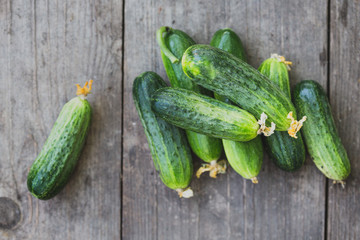 fresh young cucumbers