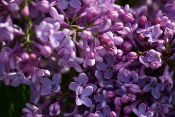 Lilac branch with green leaves close-up in the park