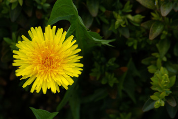 Yellow dandelion on the background of lush green grass