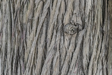 Natural surface texture of tree bark. Background pattern. Horizontal orientation.