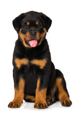 Rottweiler puppy isolated on white background