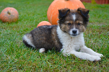 Fluffy puppy with pumpkin on a grass