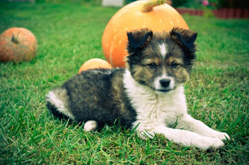 Fluffy puppy with pumpkin on a grass