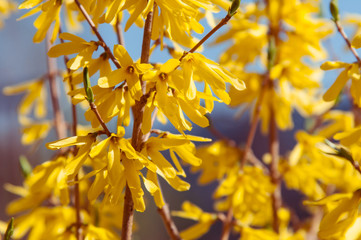 Forsythia bushes, early spring flowers of yellow color.