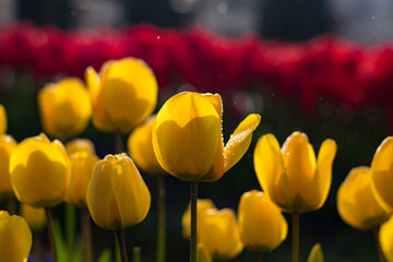 Water drop on yellow tulip's