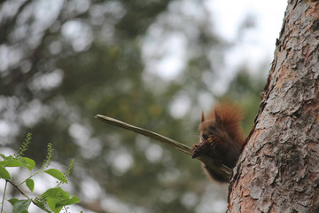 Eichhörnchen