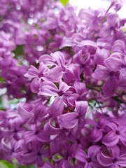 Blooming Lilac ordinary