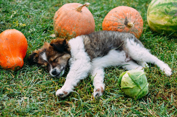 Puppy outdoors on a sunny day