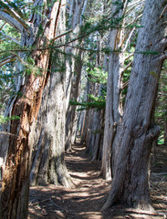 Naklejka premium Historic Cypress tree hiking trails at Sea Ranch on the Pacific Coast of California