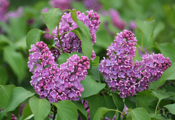 Obraz premium Lilac branch with green leaves close-up in the park