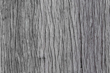 Natural surface texture of tree bark. Background pattern. Horizontal orientation.