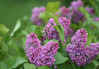 Lilac branch with green leaves close-up in the park