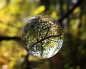 Fototapeta na wymiar Reflection of trees throught a transparant glass ball. A greener future.