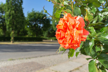 gelb-orange-rote Papageno Rose, Circus Putbus