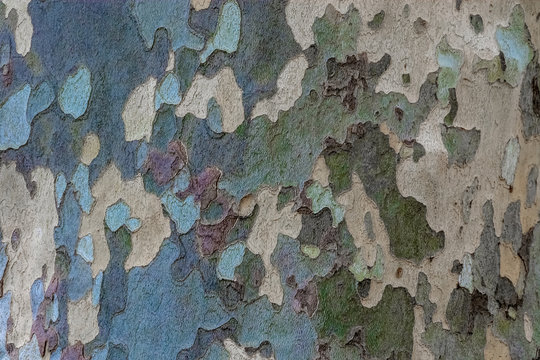 Natural surface texture of tree bark. Background pattern. Horizontal orientation.