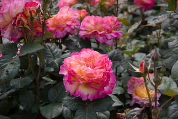 pink white gradation rose flower in a rose garden
