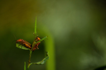 Two bugs sit on a plant, green nature, place for text