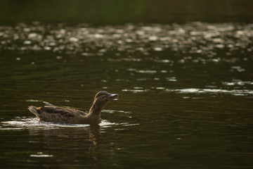 Duck in the lake in the park, animals in wildlife, green color