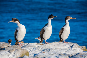 a group ofking cormorant birds on a rock on sea lion island, falkland island, south atlantic