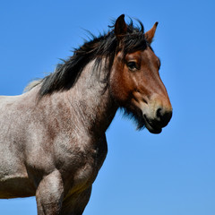 Obraz premium Dutch Draft horse