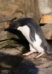 Fototapeta premium rockhopper penguins, sea lion island, falkland islands, south atlantic