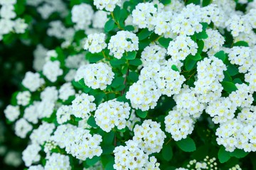 white flowers background