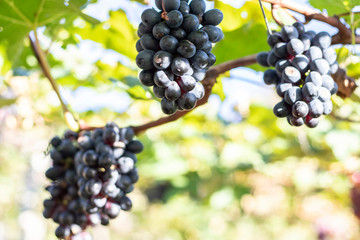 Bunches of purple/black grapes (Vitória) from Vineyard. Grape harvest.